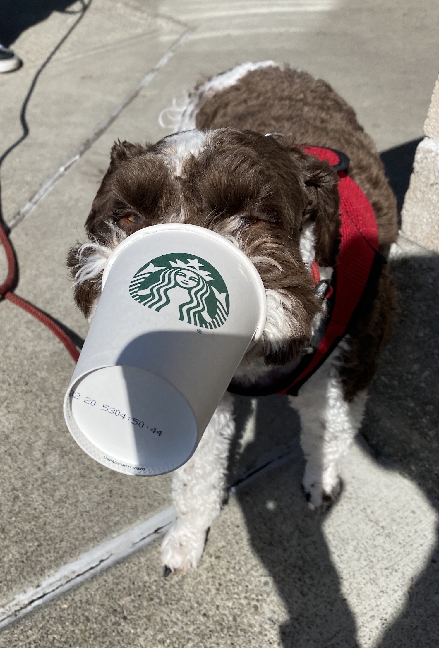 I love me some Starbucks. (3/2020)