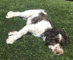 He loves to sun himself so we moved him to Washington!! (4/2019)