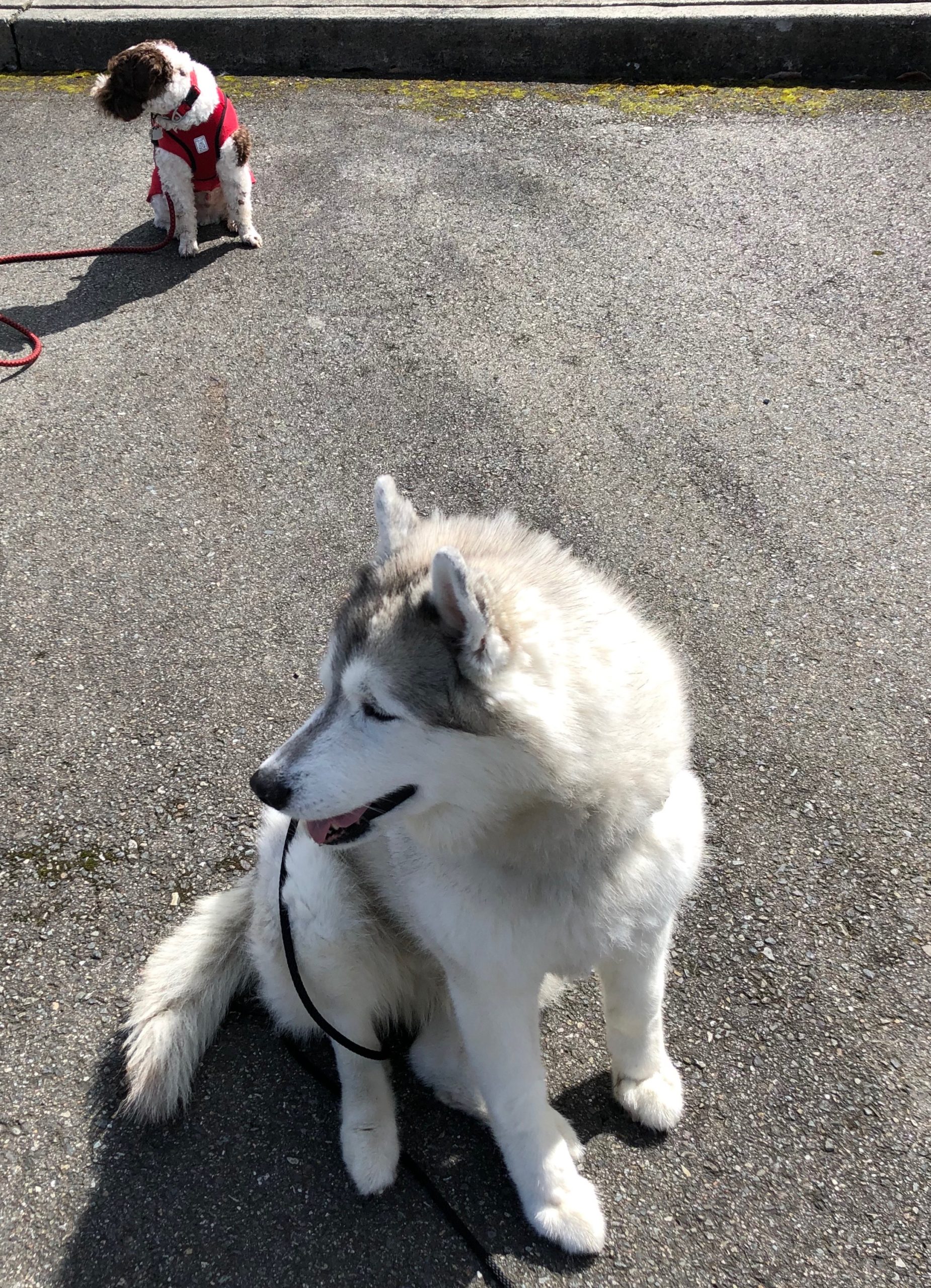 Kaya and Rufus. Guess which direction the treats are in!! (3/2020)