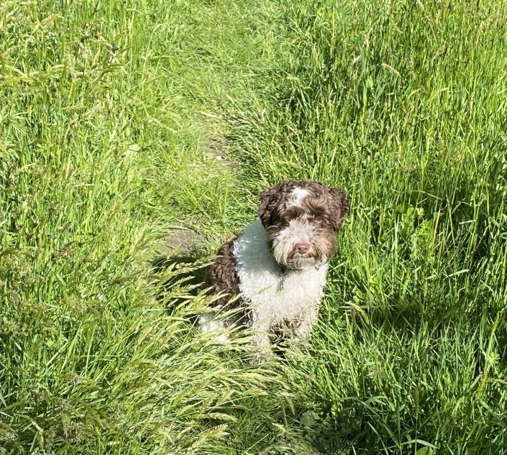 Rufus in the Bush!! (5-10-2020)