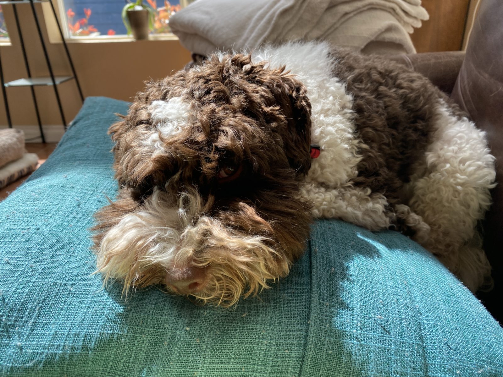 It's Hard being a puppy. (4/25/2020)