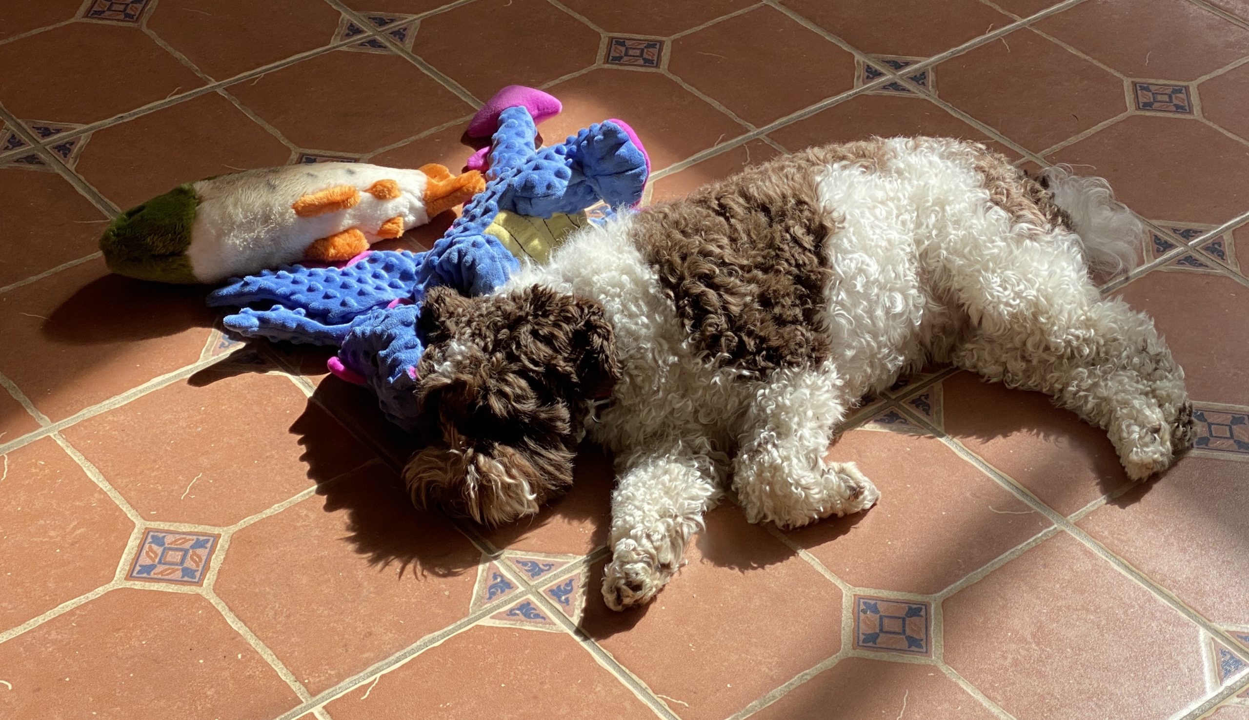 Old Mr. Dragon makes the best pillow