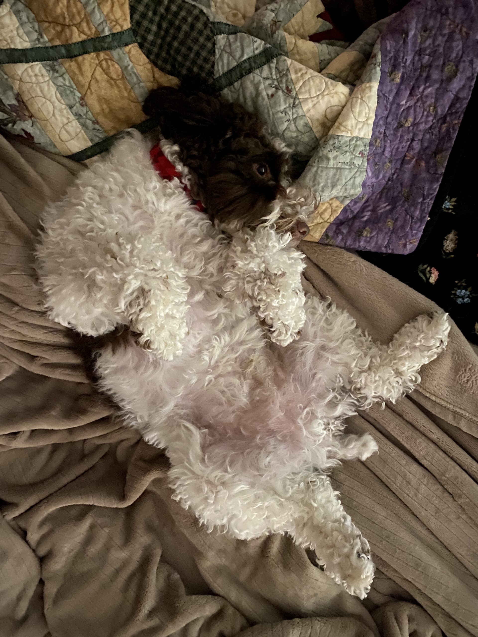 always sneezes on his back.